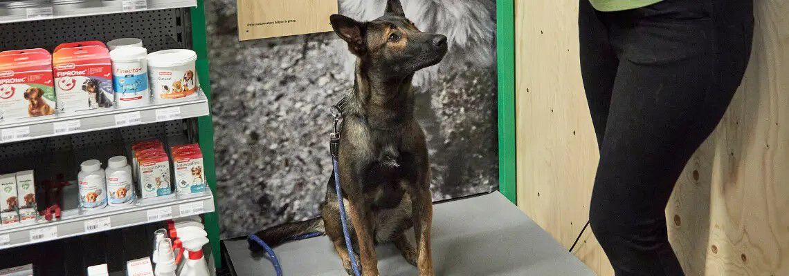 Wat is een gezond gewicht voor een hond? Wat is een gezond gewicht voor een hond?